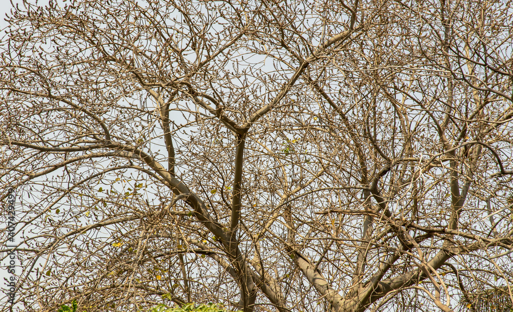 The details of Bare tree branches against blue skies. Natural scenery. Space for text, No focus, specifically. The details of Bare tree branches against blue skies. Natural scenery. Space for text, No focus, specifically.