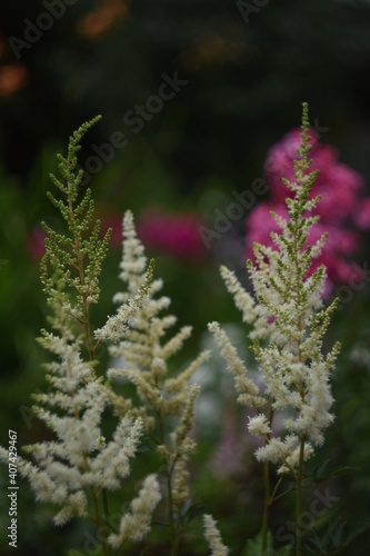 close-up of flowers, white flower, garden flower