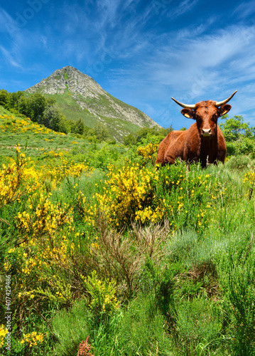 Beautiful volcanic mountain landscape with a mountain Salers cow in the mountain pastures
