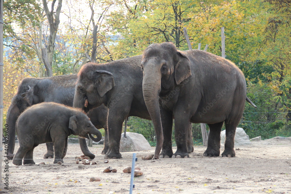 elephants family in the zoo