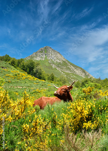 Beautiful volcanic mountain landscape with a mountain Salers cow in the mountain pastures