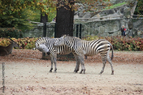 zebra in the zoo