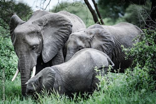 Sticker African elephants