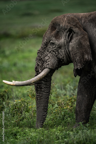 Photography African elephants