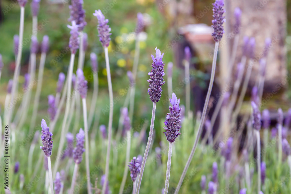 Obraz premium Lavender purple flowers