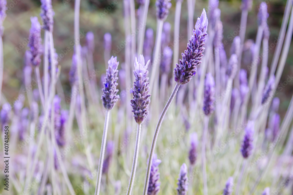 Naklejka premium Lavender purple flowers