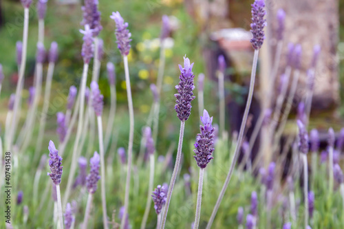 Lavender purple flowers