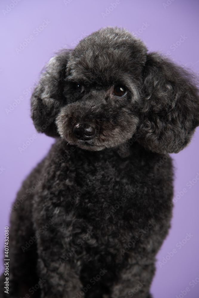 Cute black, grey medium poodle portrait on purple background Cute black, grey medium poodle portrait on purple background
