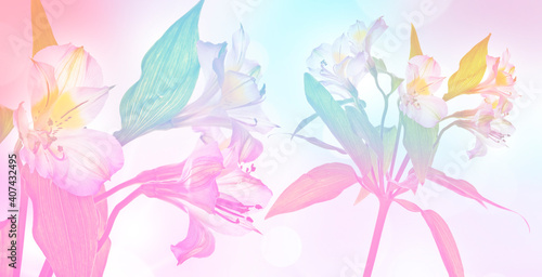 alstromeria flowers isolated on colored background