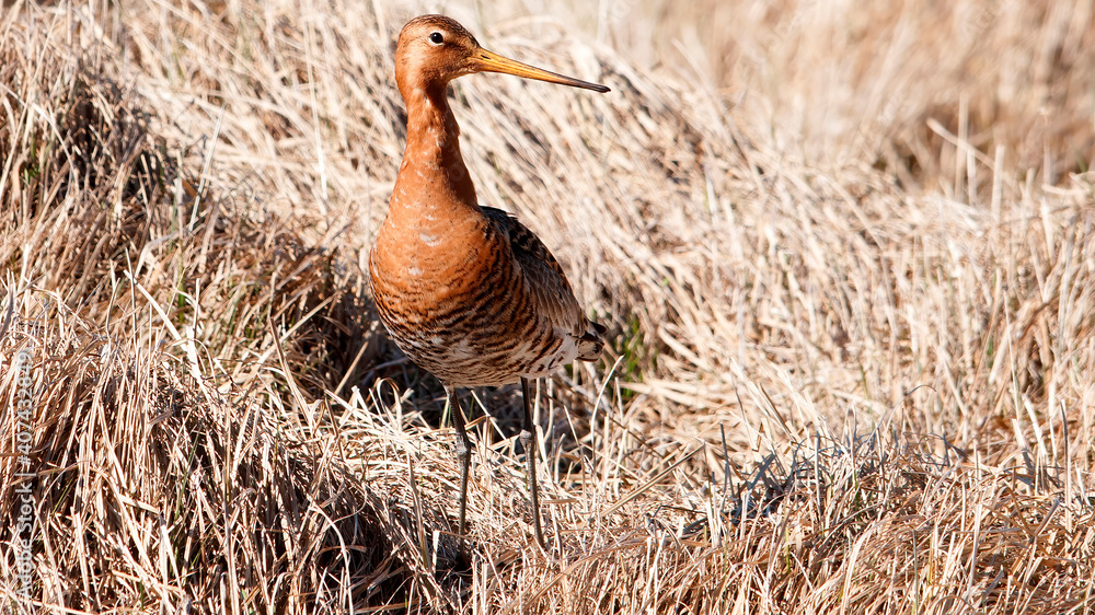 Icelandic Godwit (Limosa islandica) on Iceland. Icelandic Godwit (Limosa islandica) on Iceland.