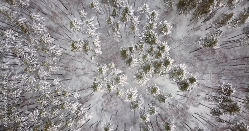Bird's-eye view of the winter forest with trees and snow. Snow-covered winter pine forest. Unmanned capture of a small forest in the winter. Season travel white the frozen nature idyllic