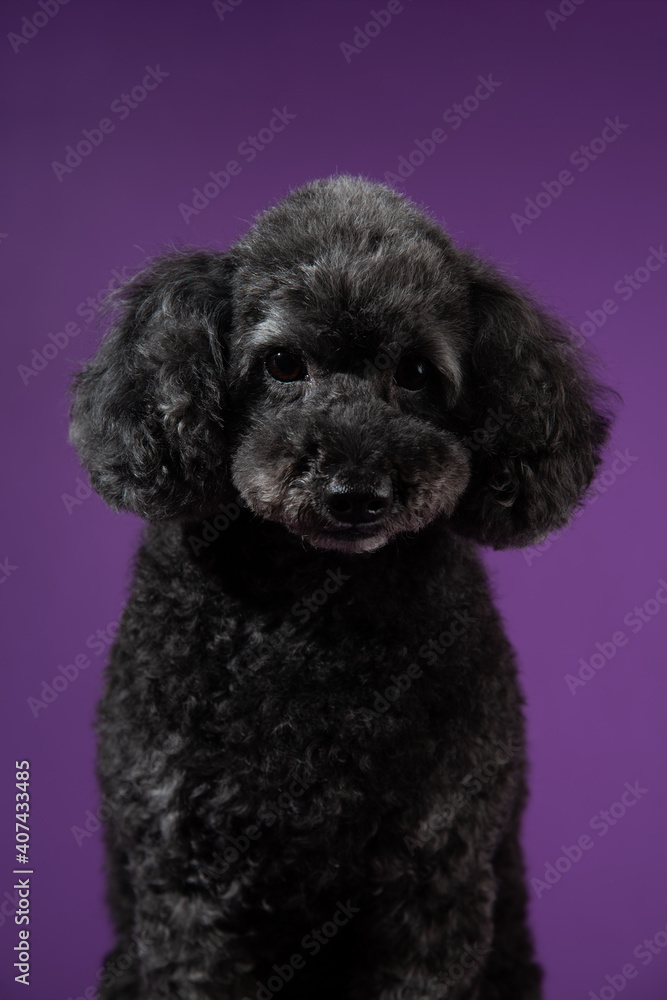 Cute black, grey medium poodle portrait on purple background Cute black, grey medium poodle portrait on purple background