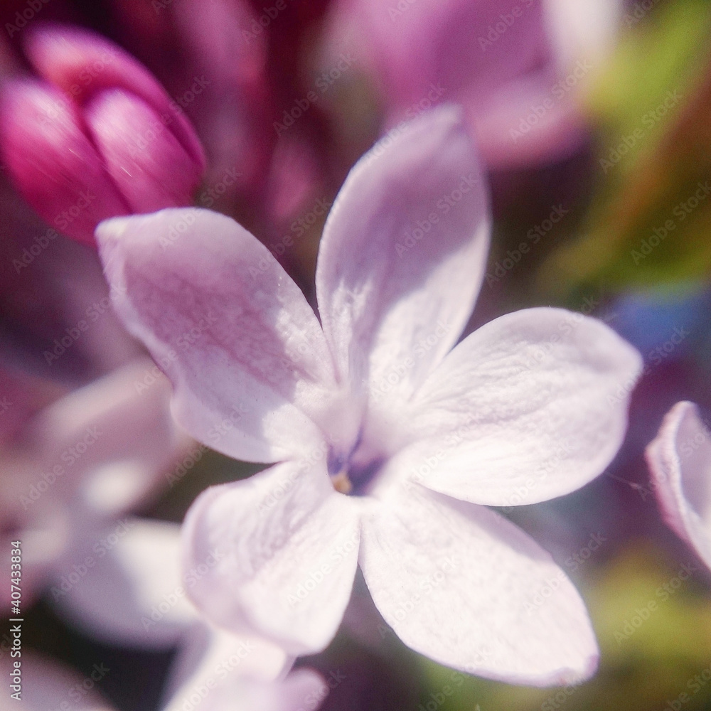 Fototapeta premium defocused five petal lilac flower close up on other lilac flowers background in spring