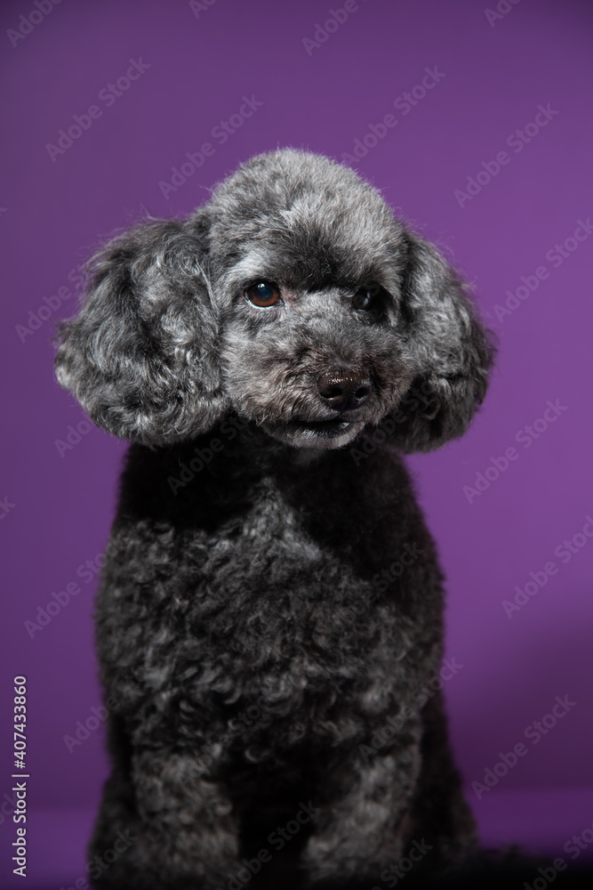 Cute black, grey medium poodle portrait on purple background Cute black, grey medium poodle portrait on purple background