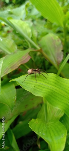 Pregnant spider on a leaf © Fikiyo