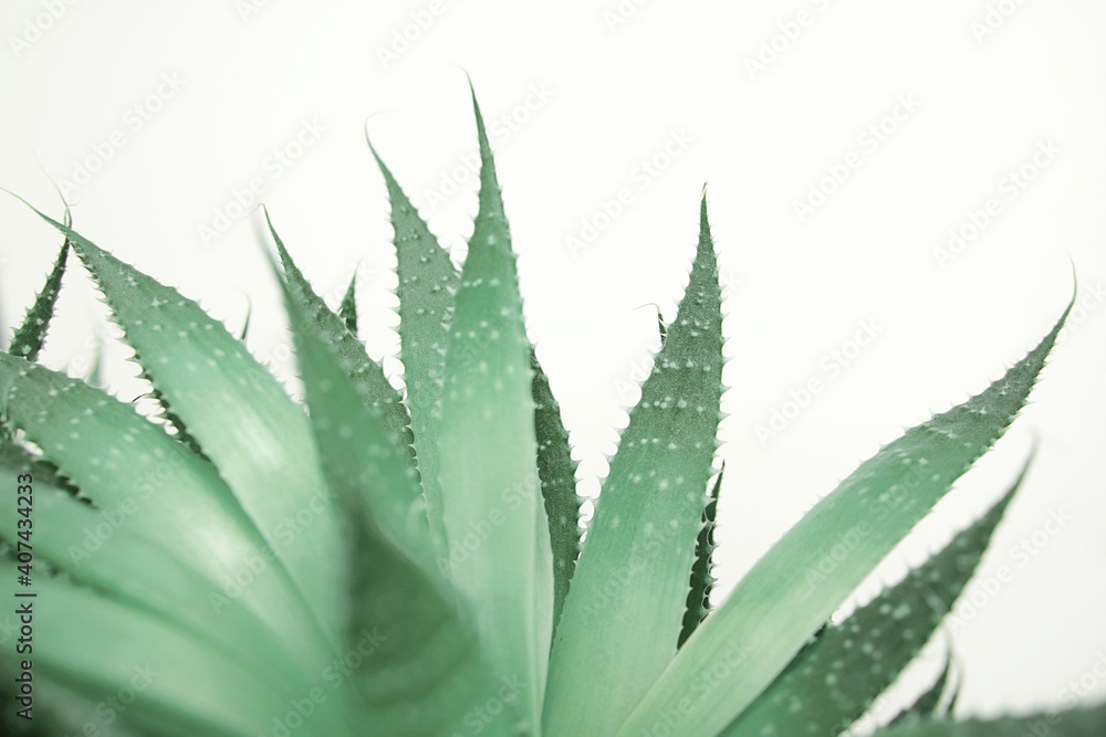 Cactus leaves fragment on white background, abstract view of succulent cactus plant, botanical wall art. Cactus leaves fragment on white background, abstract view of succulent cactus plant, botanical wall art.