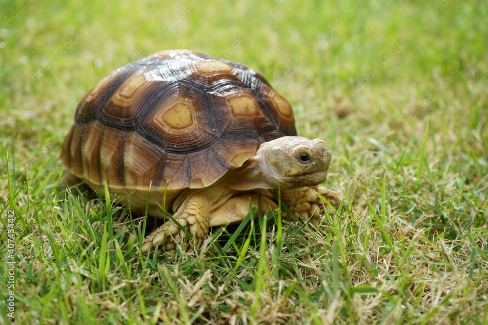 Turtle on grass (Centrochelys sulcata) Turtle on grass (Centrochelys sulcata)