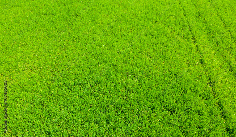 field background, top view landscape, nature
field background, top view landscape, nature