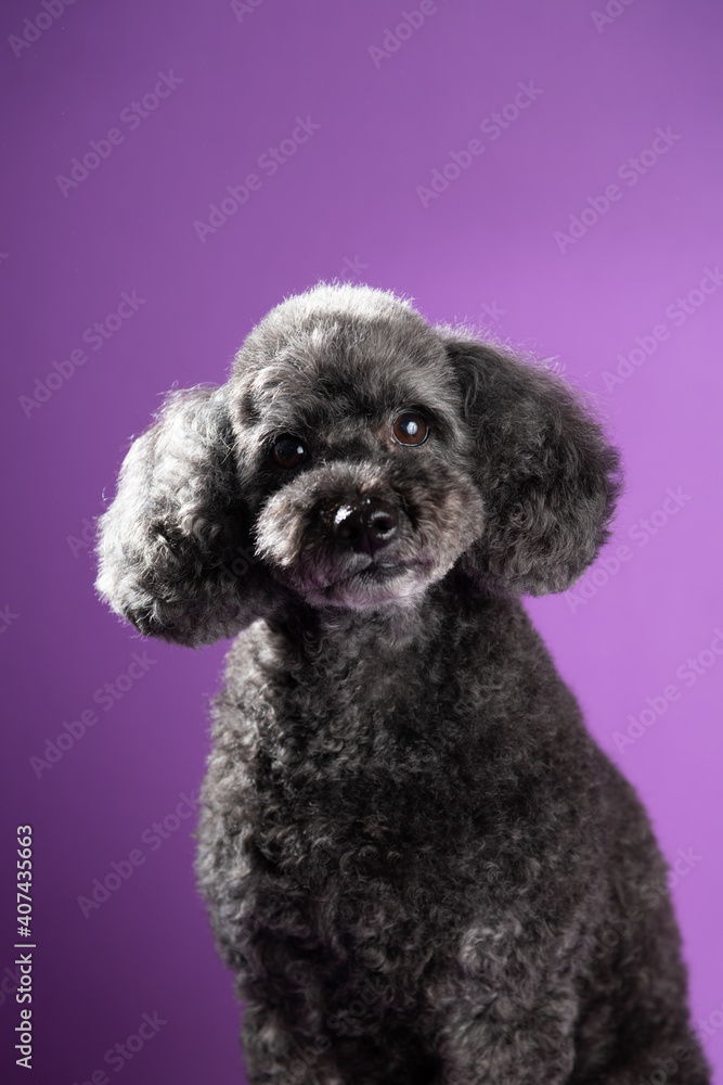 Cute black, grey medium poodle portrait on purple background Cute black, grey medium poodle portrait on purple background