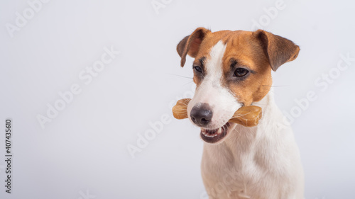 Small dog holding a bone in its mouth on a white background. Copy space © Михаил Решетников