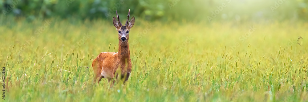 Roe deer, capreolus capreolus, staring on field in summer from wide angle. Wild buck standing on crop land with copy space. Antlered animal looking on farmland from front. Roe deer, capreolus capreolus, staring on field in summer from wide angle. Wild buck standing on crop land with copy space. Antlered animal looking on farmland from front.