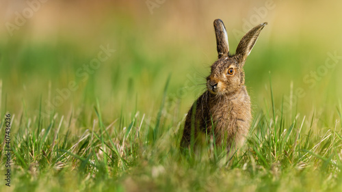 Little brown hare, lepus europaeus, sitting on grassland in spring nature. Immature rabbit resting on green grass from front. Long earned mammal observing on meadow.