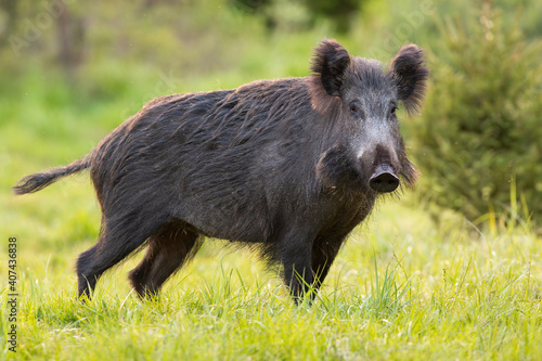 Wild boar, sus scrofa, standing on green pasture in spring nature. Hairy mammal with snout looking on glade in springtime. Brown swine watching on unspoiled grassland.