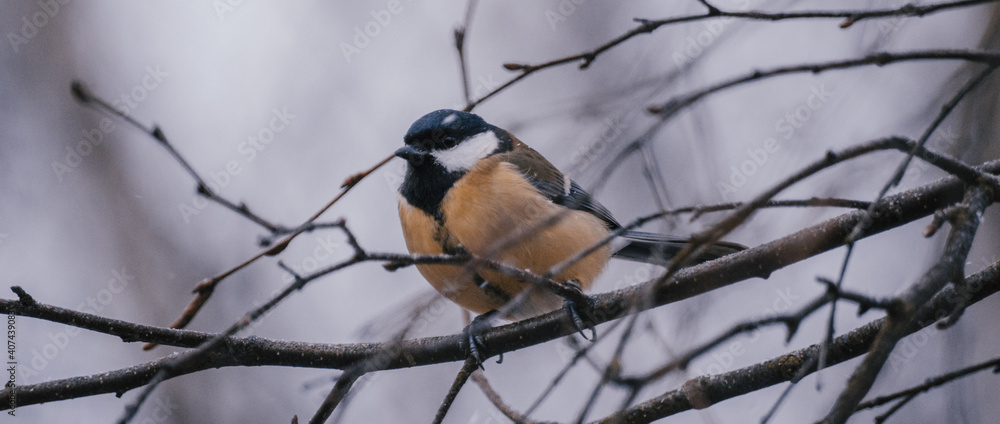 Great tit on birch branch during snowfall, close up, Parus major. Tit sits on a tree branch in the forest Great tit on birch branch during snowfall, close up, Parus major. Tit sits on a tree branch in the forest