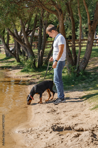 beautiful Doberman puppy for a walk with its owner on a summer sunny day. the dog drinks water from the lake © Елена Гурова