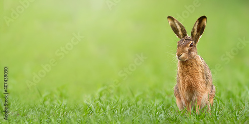 Wild brown hare  lepus europaeus  sitting on a meadow with green grass in spring with copy space. Alert animal wildlife in panoramic wide horizontal composition. Mammal with long ears in nature.