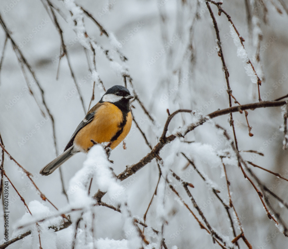 Great tit on birch branch during snowfall, close up, Parus major. Tit sits on a tree branch in the forest Great tit on birch branch during snowfall, close up, Parus major. Tit sits on a tree branch in the forest