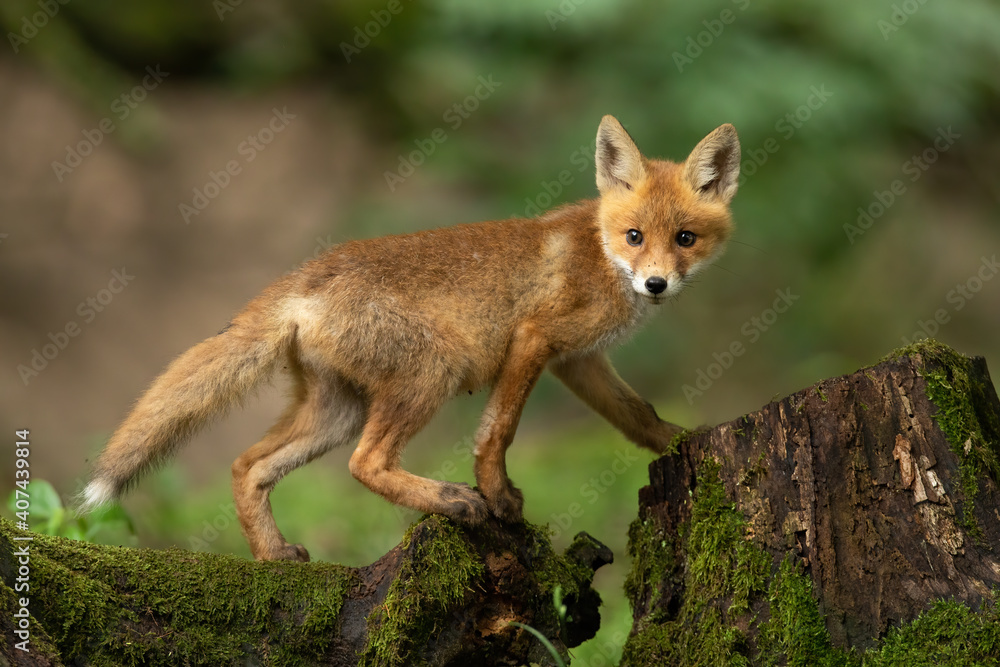 Fototapeta premium Young red fox, vulpes vulpes, walking on trunk in springtime nature. Little baby animal climbing on stump in forest. Orange cub looking from tree in woodland.