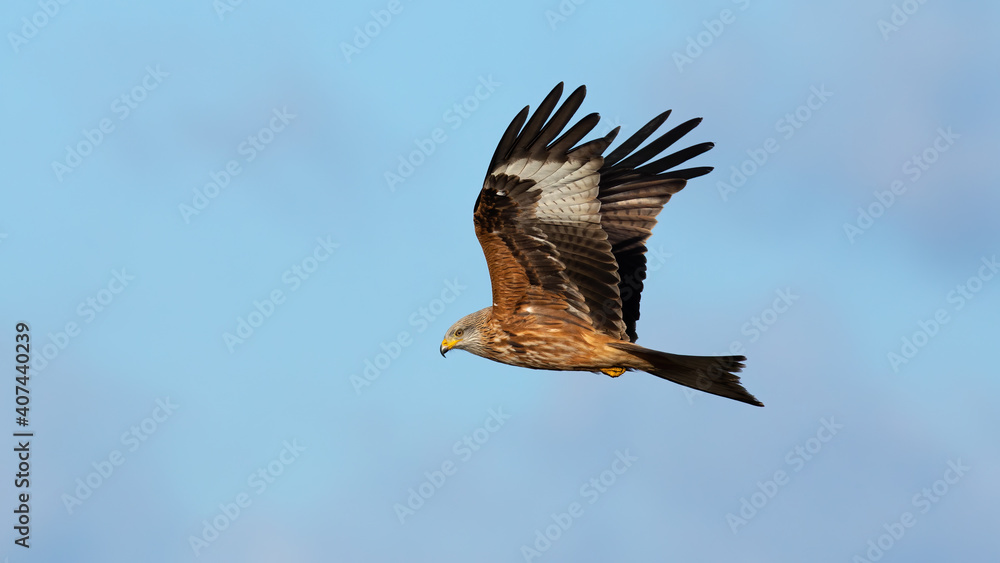 Obraz premium Majestic red kite, milvus milvus, flying in the clear sky from side. Proud bird of prey hovering in the air. Feathered predator with spread wings.