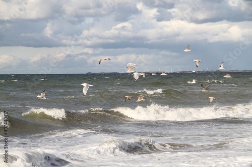 meer, beach, wasser, bird, möve, himmel, ozean, blau, natur, bird, möve, welle, küste, fliegender, gull, sommer, boot, horizont, fliegen, welle, cloud, abliefern, landschaft, sand, tier