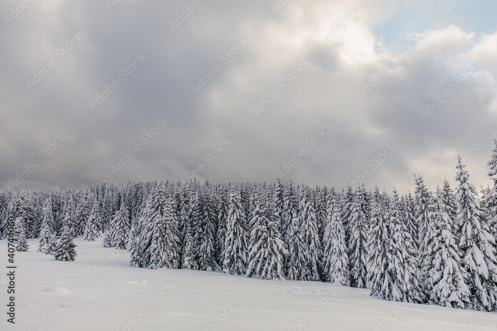 Fairytale winter landscape in the pine forest Fairytale winter landscape in the pine forest
