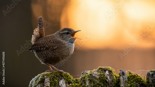 Bild auf Leinwand Eurasian wren, troglodytes troglodyte, with open beak on a mossy tree with orange sun in background