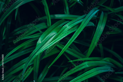 Green tropical plant close-up. Abstract natural floral background Selective f...