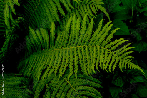 Beautyful ferns leaves green foliage natural floral fern background in sunlight