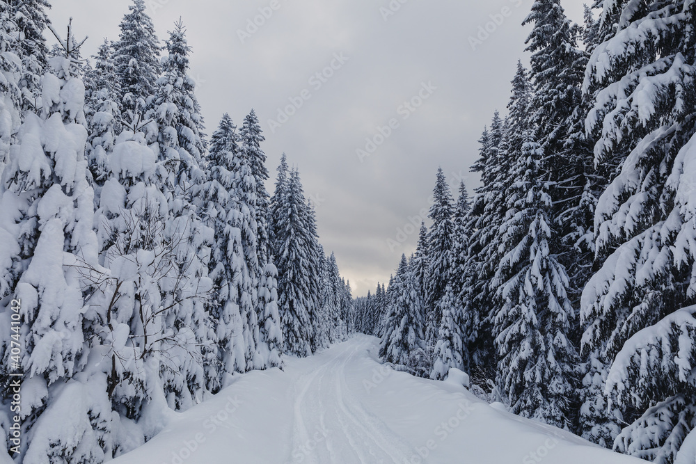 Fairytale winter landscape in the pine forest Fairytale winter landscape in the pine forest