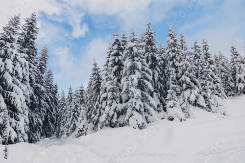 Splendid Alpine scenery in winter. Fantastic frosty afternoon in forest © Doralin