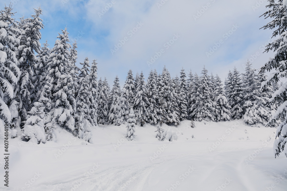 Winter landscape with pine forest