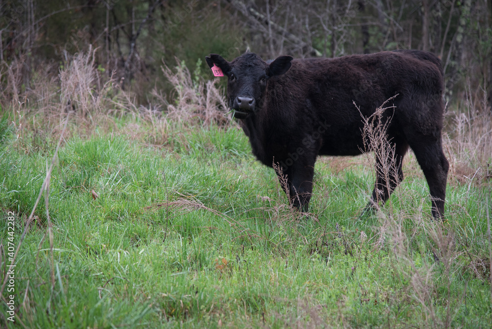 Black cow grazing in a green field in the spring. Tennessee Black cow grazing in a green field in the spring. Tennessee