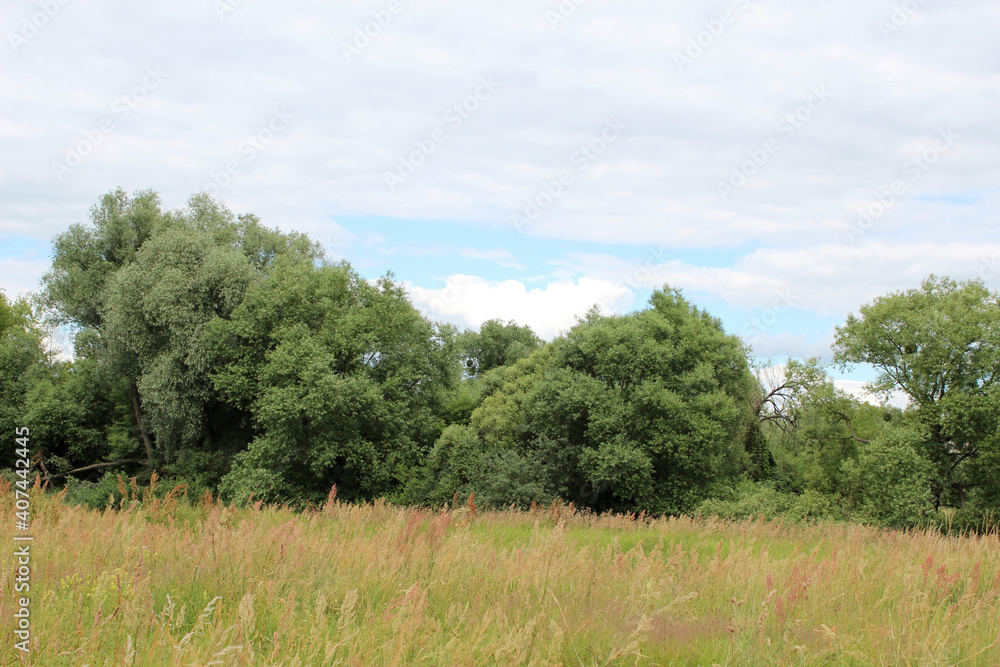 Summer field with grass and flowers and trees