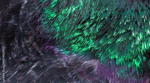 Fototapeta Naklejka Na Ścianę i Meble -  green and purple pigeon feathers. background or texture
