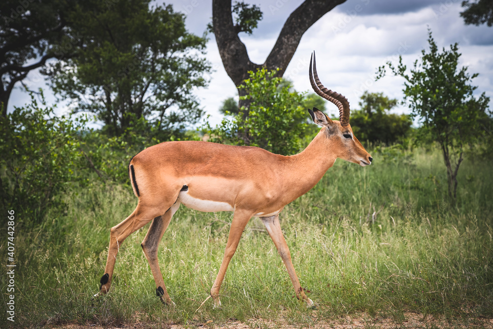 Naklejka premium Male Impala walking in the Kruger National Park, South Africa.