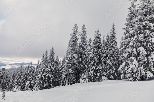 Winter landscape with pine forest © Doralin