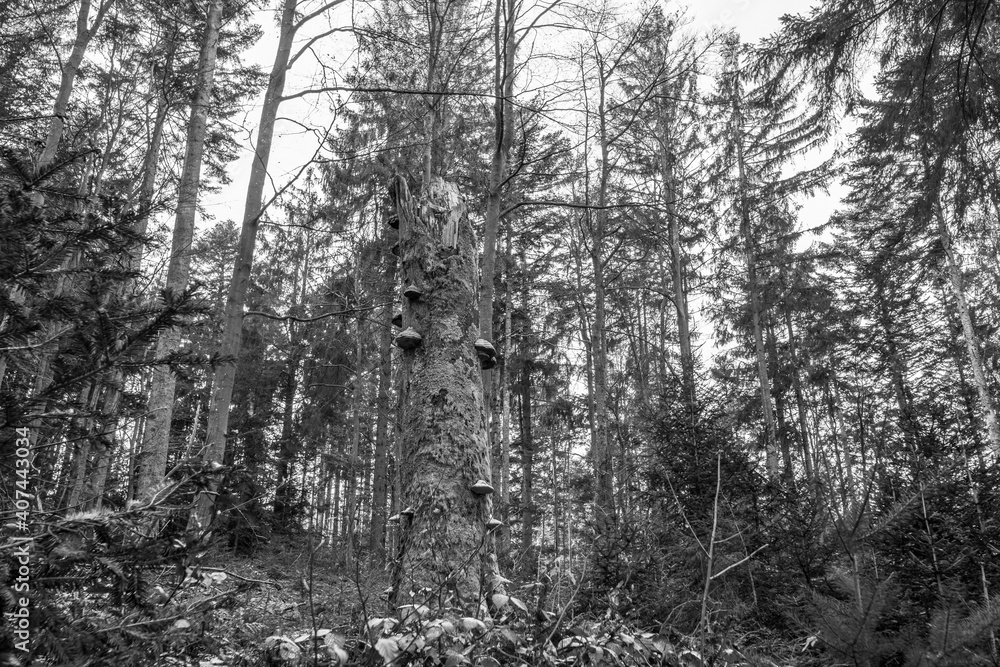 Schwarz weiß Bild  Alter verwitterter abgestorbener und umgeknickter Baum Baumstamm mit Moos bewachsen und Baumpilze in einem Wald, Deutschland