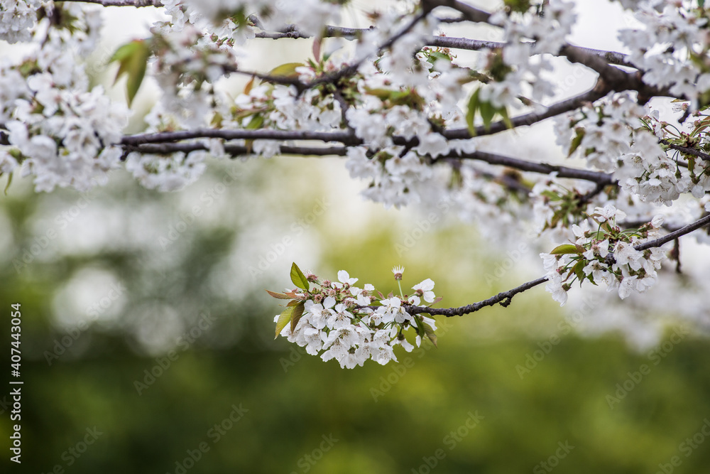 Blossoming cherry branches with white flowers in focus on blurred green leaves background Blossoming cherry branches with white flowers in focus on blurred green leaves background