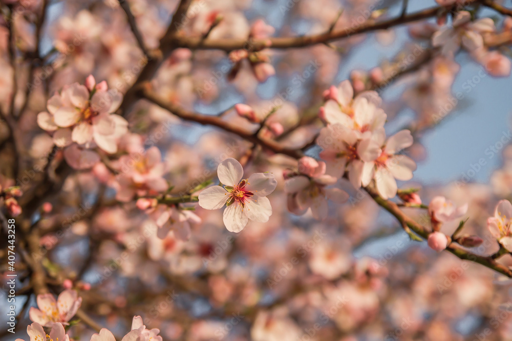 Almond tree blossom Almond tree blossom