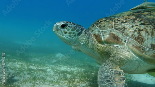 Big Green turtle on the reefs of the Red Sea.